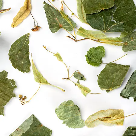 Листья и цветы липы в чайном магазине BestTea, фото , изображение 6