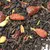 Чай черный с ягодами годжи в чайном магазине BestTea, фото , изображение 7