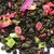 Чай зеленый Сочная Ягода оптом в BestTea, фото , изображение 4