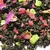 Чай зеленый Сочная Ягода оптом в BestTea, фото , изображение 8