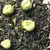 Чай черный с чабрецом и мятой в чайном магазине BestTea, фото , изображение 8