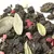Иван чай с черникой и малиной в гранулах в чайном магазине BestTea, фото , изображение 4