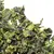 Чай улун Те Гуань Инь Ван кат. А в чайном магазине BestTea, фото , изображение 12
