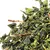 Чай улун Те Гуань Инь c черенком в чайном магазине BestTea, фото , изображение 11