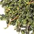 Чай улун Те Гуань Инь c черенком в чайном магазине BestTea, фото , изображение 9