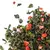 Чай улун Клубника со сливками в чайном магазине BestTea, фото , изображение 3