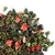 Чай улун Клубника со сливками в чайном магазине BestTea, фото , изображение 4