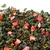 Чай улун Клубника со сливками в чайном магазине BestTea, фото , изображение 5