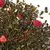 Чай зеленый Малиновый Рай, ароматизированный в чайном магазине BestTea, фото , изображение 3