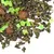 Чай улун Виноградный в чайном магазине BestTea, фото , изображение 4