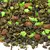 Чай улун Виноградный в чайном магазине BestTea, фото , изображение 2