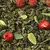 Чай  улун Земляничная поляна оптом в BestTea, фото , изображение 11