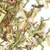 Травяной чай - Фиточай Имбирный лимонник																														 в чайном магазине BestTea, фото , изображение 5