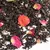Чай черный Дикая вишня с ягодами в чайном магазине BestTea, фото , изображение 3