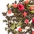 Чай улун Малиновый сорбет оптом в BestTea, фото , изображение 3