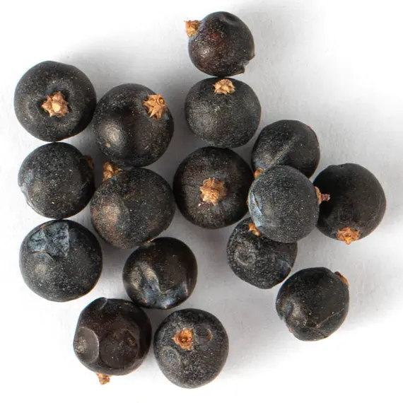 Можжевельник, плоды оптом в BestTea, фото , изображение 2