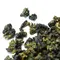 Чай улун Гинкго Билоба оптом в BestTea, фото , изображение 8