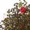 Чай зеленый Малиновый Рай, ароматизированный оптом в BestTea, фото , изображение 5