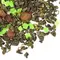 Чай улун Виноградный оптом в BestTea, фото , изображение 4