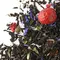 Чай черный Царский Премиум оптом в BestTea, фото , изображение 9