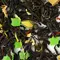 Чай черный Заветное Желание (Цейлон) оптом в BestTea, фото , изображение 6
