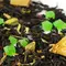Чай черный Заветное Желание (Цейлон) оптом в BestTea, фото , изображение 9
