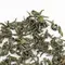 Чай зеленый Узбекский оптом в BestTea, фото , изображение 3