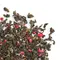 Чай улун Малина с травами оптом в BestTea, фото , изображение 3