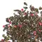 Чай улун Малина с травами оптом в BestTea, фото , изображение 5