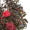 Чай зеленый Ежевика с малиной Премиум оптом в BestTea, фото , изображение 3