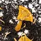 Чай черный ароматизированный Волшебный оптом в BestTea, фото , изображение 3