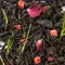 Чай черный Неземное наслаждение оптом в BestTea, фото , изображение 4